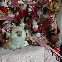 Miniature Pomeranian, a female Pomeranian for sale in Corpus Christi, TX – Photo 9 of 10