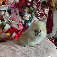 Miniature Pomeranian, a female Pomeranian for sale in Corpus Christi, TX – Photo 5 of 10