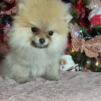 Miniature Pomeranian, a female Pomeranian for sale in Corpus Christi, TX – Photo 2 of 10