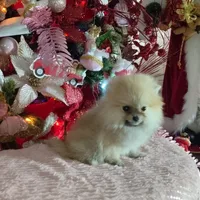 Miniature Pomeranian, a female Pomeranian for sale in Corpus Christi, TX – Photo 3 of 10