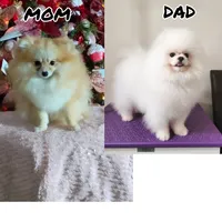 Miniature Pomeranian, a female Pomeranian for sale in Corpus Christi, TX – Photo 10 of 10