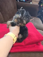 Yorkshire (mini), a male Yorkshire Terrier for sale in Corpus Christi, TX – 4 of 8