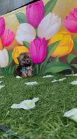 Yorkshire (mini), a male Yorkshire Terrier for sale in Corpus Christi, TX – 9 of 9
