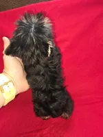 Yorkshire (mini), a male Yorkshire Terrier for sale in Corpus Christi, TX – 7 of 8