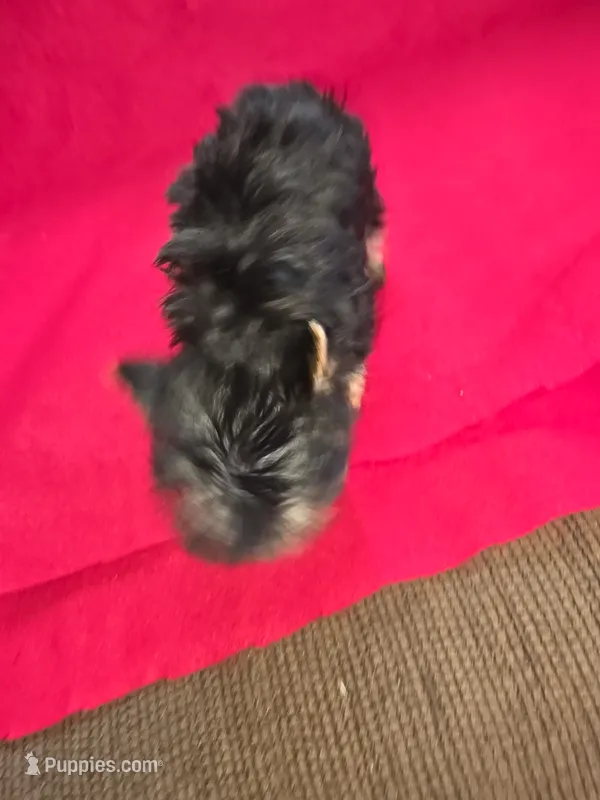 Yorkshire (mini) – Yorkshire Terrier puppy for sale in Corpus Christi, TX