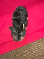 Yorkshire (mini), a male Yorkshire Terrier for sale in Corpus Christi, TX – 1 of 8