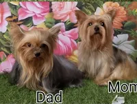 Yorkshire (mini), a male Yorkshire Terrier for sale in Corpus Christi, TX – 8 of 8