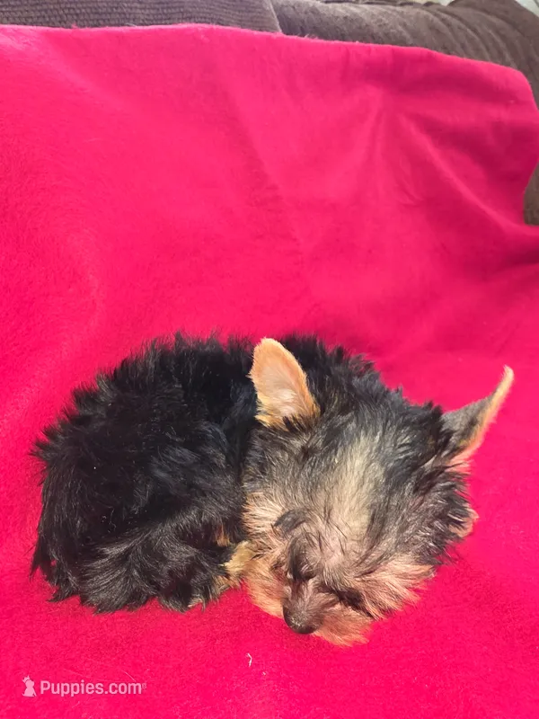 Yorkshire (mini) – Yorkshire Terrier puppy for sale in Corpus Christi, TX