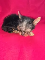 Yorkshire (mini), a male Yorkshire Terrier for sale in Corpus Christi, TX – 5 of 8