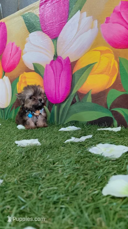 Yorkshire (mini) – Yorkshire Terrier puppy for sale in Corpus Christi, TX