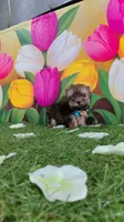 Yorkshire (mini), a male Yorkshire Terrier for sale in Corpus Christi, TX – 4 of 9