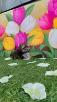 Yorkshire (mini), a male Yorkshire Terrier for sale in Corpus Christi, TX – 2 of 9