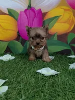 Yorkshire (mini), a male Yorkshire Terrier for sale in Corpus Christi, TX – 7 of 8