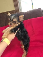 Yorkshire (mini), a male Yorkshire Terrier for sale in Corpus Christi, TX – 2 of 8