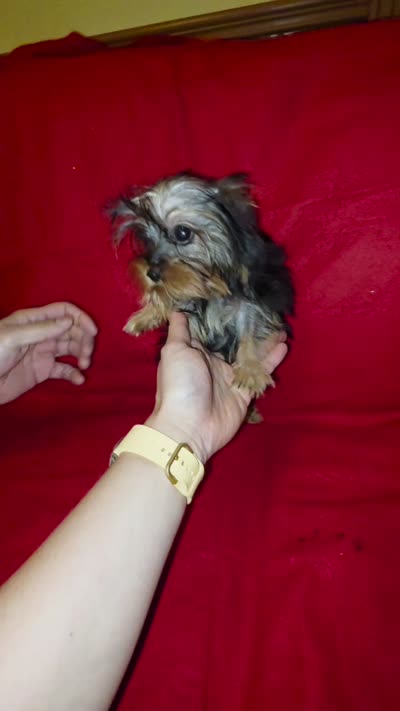 Yorkshire ( extra mini), a male Yorkshire Terrier for sale in Corpus Christi, TX – 8 of 9