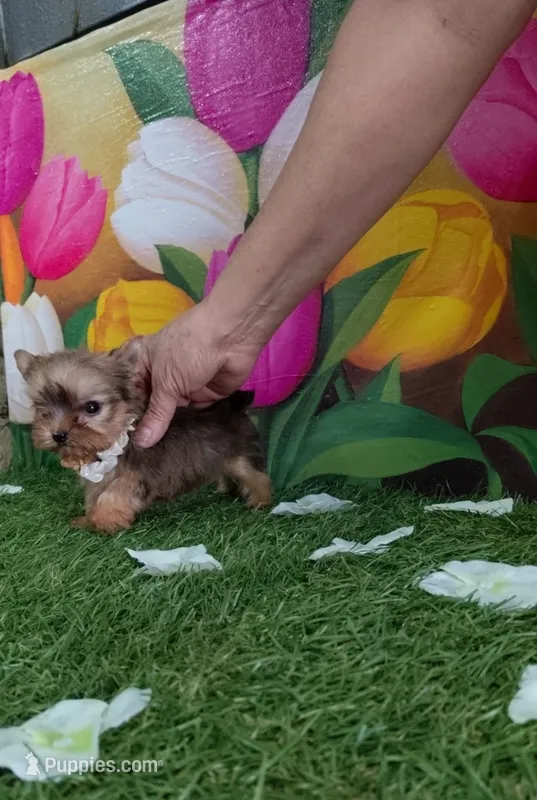 Yorkshire (mini) – Yorkshire Terrier puppy for sale in Corpus Christi, TX