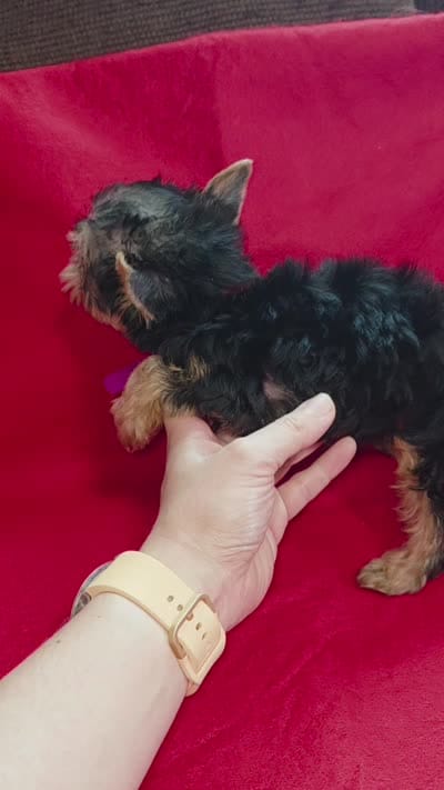 Yorkshire (mini), a male Yorkshire Terrier for sale in Corpus Christi, TX – 3 of 8
