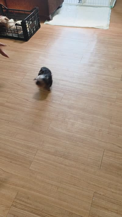 Yorkshire ( extra mini), a male Yorkshire Terrier for sale in Corpus Christi, TX – 9 of 9