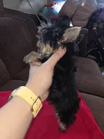 Yorkshire (mini), a male Yorkshire Terrier for sale in Corpus Christi, TX – 5 of 8