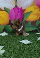 Yorkshire (mini), a male Yorkshire Terrier for sale in Corpus Christi, TX – 8 of 8