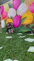 Yorkshire (mini), a male Yorkshire Terrier for sale in Corpus Christi, TX – 8 of 9