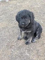 Girl 2, a female Tibetan Mastiff for sale in Fennimore, WI – Photo 1 of 3
