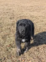 Girl 2, a female Tibetan Mastiff for sale in Fennimore, WI – Photo 2 of 3