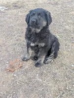 Girl 2, a female Tibetan Mastiff for sale in Fennimore, WI – Photo 3 of 3