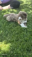 Reba, a female Aussiedoodle for sale in Fennimore, WI – 2 of 5