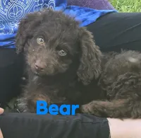 Lil Bear (mini), a male Aussiedoodle and Poodle - Toy  for sale in Fennimore, WI – 1 of 4