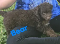 Lil Bear (mini), a male Aussiedoodle and Poodle - Toy  for sale in Fennimore, WI – 3 of 4