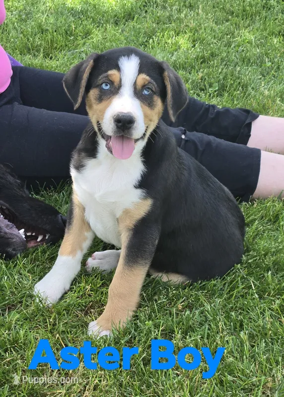 Aster – Australian Shepherd, Catahoula Leopard Dog puppy for sale in Fennimore, WI