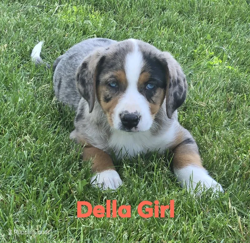 Della – Australian Shepherd, Catahoula Leopard Dog puppy for sale in Fennimore, WI