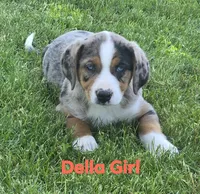 Della, a female Australian Shepherd and Catahoula Leopard Dog for sale in Fennimore, WI – 1 of 5