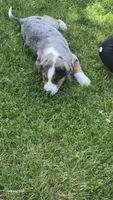 Della, a female Australian Shepherd and Catahoula Leopard Dog for sale in Fennimore, WI – 5 of 5