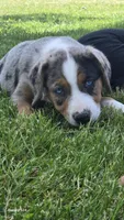 Della, a female Australian Shepherd and Catahoula Leopard Dog for sale in Fennimore, WI – 2 of 5