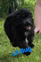 Lil bug "mini", a male Aussiedoodle and Poodle - Toy  for sale in Fennimore, WI – 2 of 3