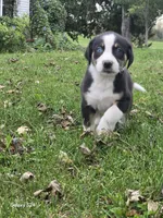 Boy 2, a male Australian Shepherd and Catahoula Leopard Dog for sale in Fennimore, WI – Photo 2 of 4