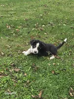 Boy 2, a male Australian Shepherd and Catahoula Leopard Dog for sale in Fennimore, WI – Photo 3 of 4
