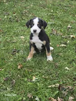 Boy 2, a male Australian Shepherd and Catahoula Leopard Dog for sale in Fennimore, WI – Photo 4 of 4