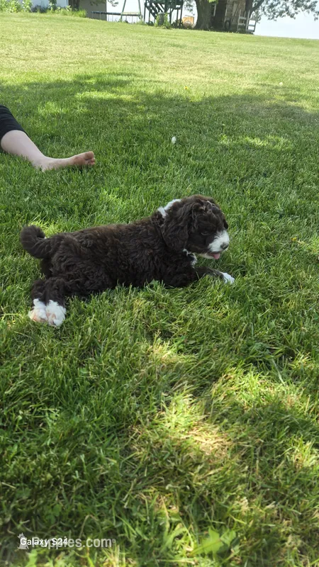 Rudy – Aussiedoodle puppy for sale in Fennimore, WI