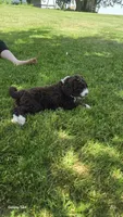 Rudy, a male Aussiedoodle for sale in Fennimore, WI – 1 of 2