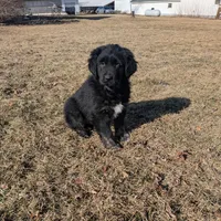 Girl 1, a female Tibetan Mastiff for sale in Fennimore, WI – Photo 1 of 3