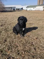 Girl 1, a female Tibetan Mastiff for sale in Fennimore, WI – Photo 1 of 3