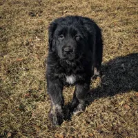 Girl 1, a female Tibetan Mastiff for sale in Fennimore, WI – Photo 3 of 3