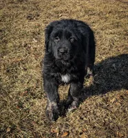 Girl 1, a female Tibetan Mastiff for sale in Fennimore, WI – Photo 3 of 3