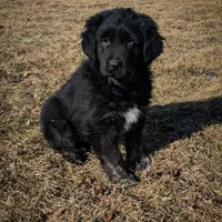 Girl 1, a female Tibetan Mastiff for sale in Fennimore, WI – Photo 2 of 3