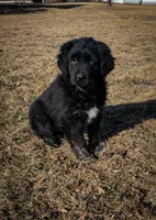 Girl 1, a female Tibetan Mastiff for sale in Fennimore, WI – Photo 2 of 3