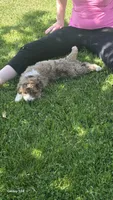 Reba, a female Aussiedoodle for sale in Fennimore, WI – 4 of 5