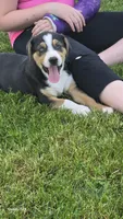 Aster, a male Australian Shepherd and Catahoula Leopard Dog for sale in Fennimore, WI – 3 of 5